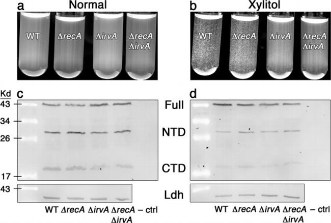 HA Tag Antibody in Western Blot (WB)