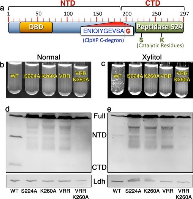 HA Tag Antibody in Western Blot (WB)