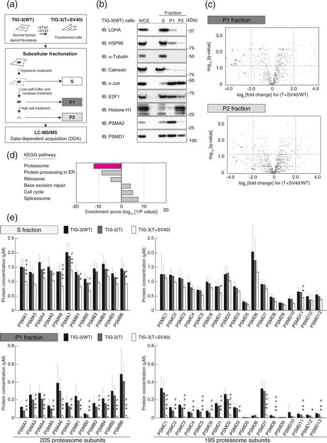 alpha Tubulin Antibody in Western Blot (WB)