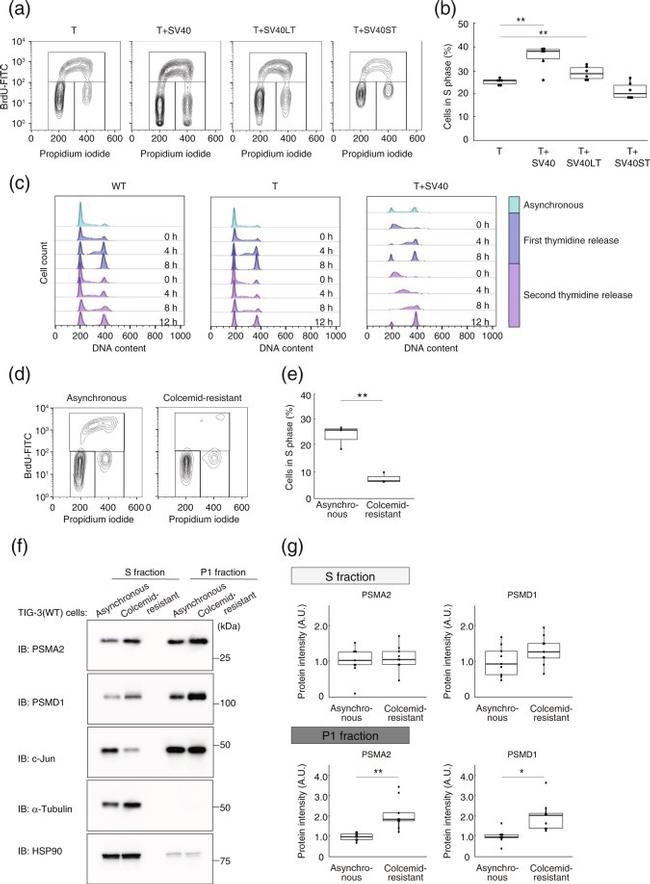 alpha Tubulin Antibody in Western Blot (WB)