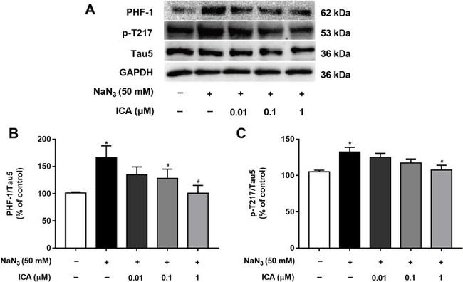 Tau Antibody in Western Blot (WB)