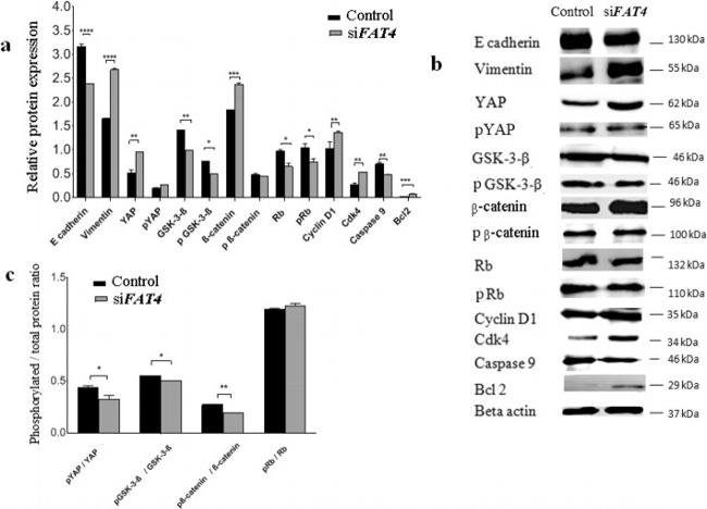 Caspase 9 Antibody in Western Blot (WB)