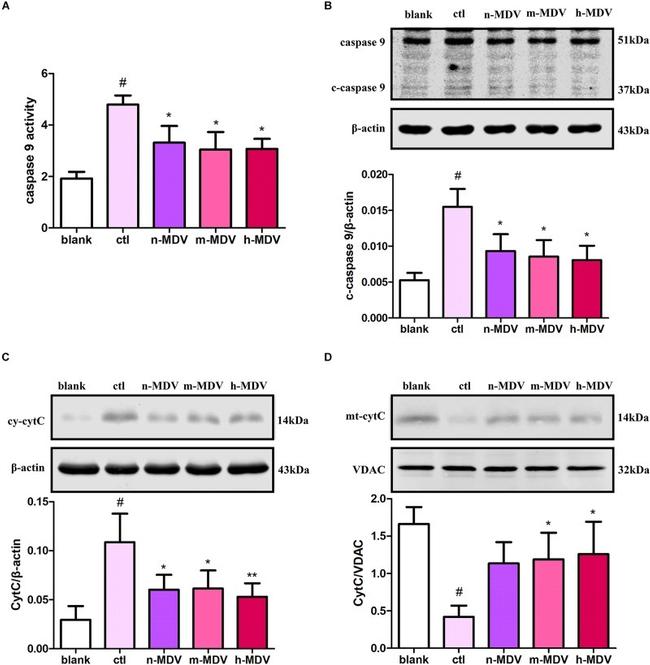 beta Actin Antibody in Western Blot (WB)