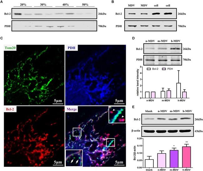 beta Actin Antibody in Western Blot (WB)