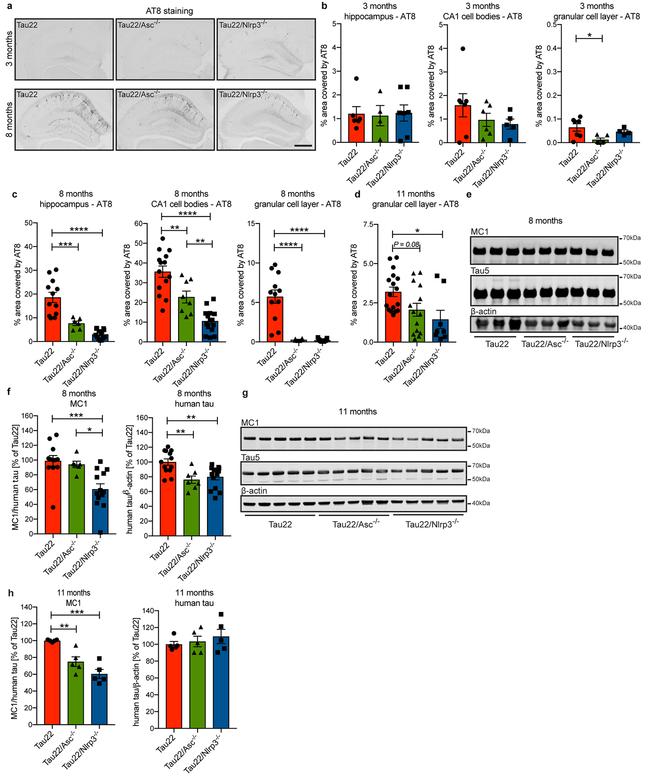 Tau Antibody in Western Blot (WB)