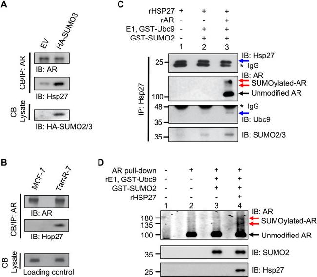 HSP27 Antibody in Western Blot, Immunoprecipitation (WB, IP)