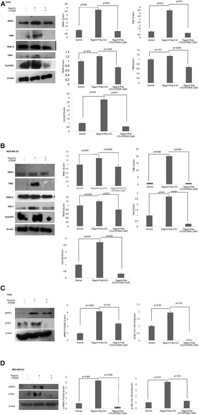 beta Actin Antibody in Western Blot (WB)