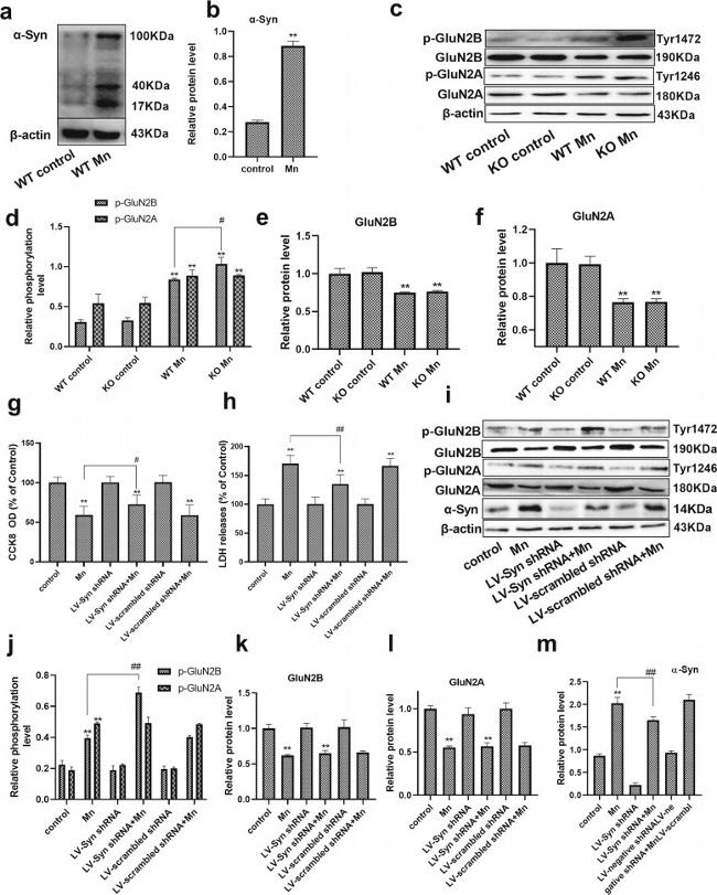 alpha Synuclein Antibody in Western Blot (WB)