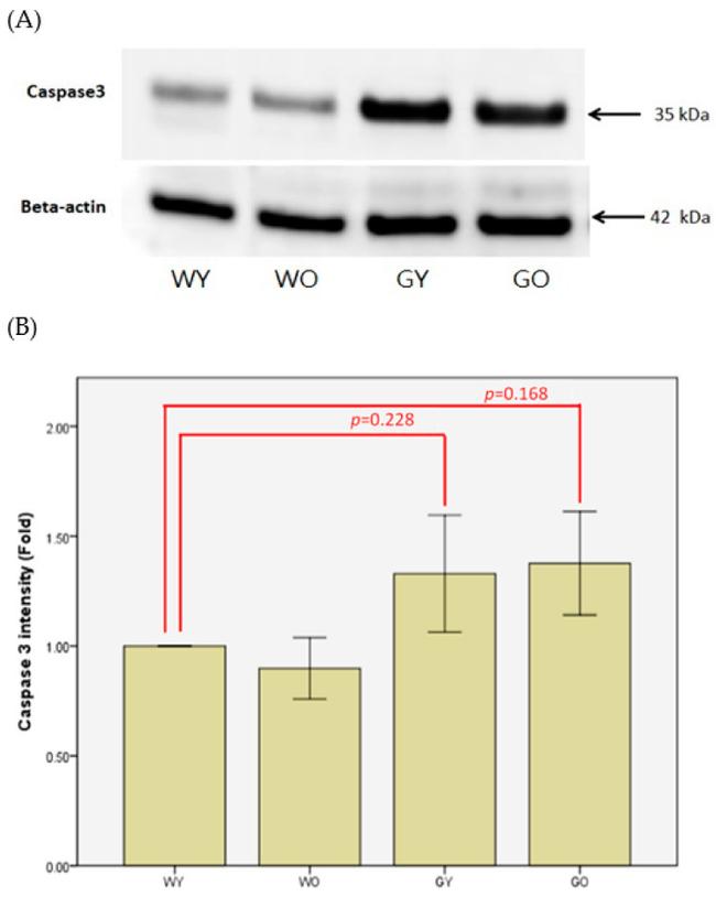 beta Actin Antibody in Western Blot (WB)