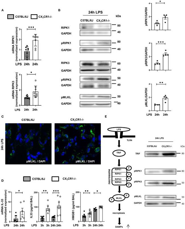 RIP1 Antibody in Western Blot (WB)