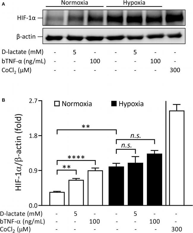 HIF1A Antibody in Western Blot (WB)