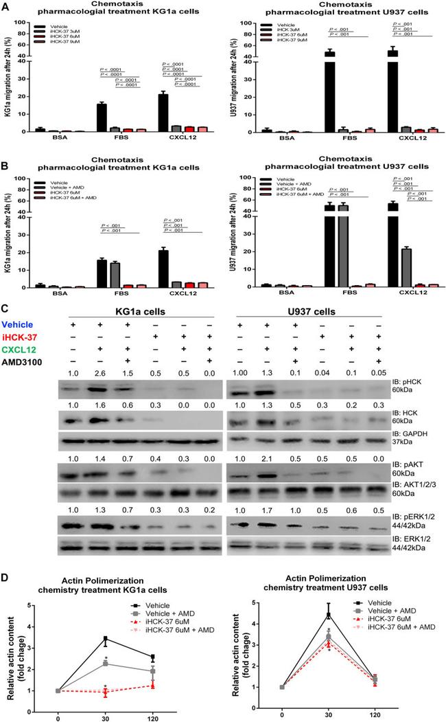 ERK1/ERK2 Antibody in Western Blot (WB)