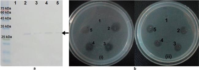 6x-His Tag Antibody in Western Blot (WB)