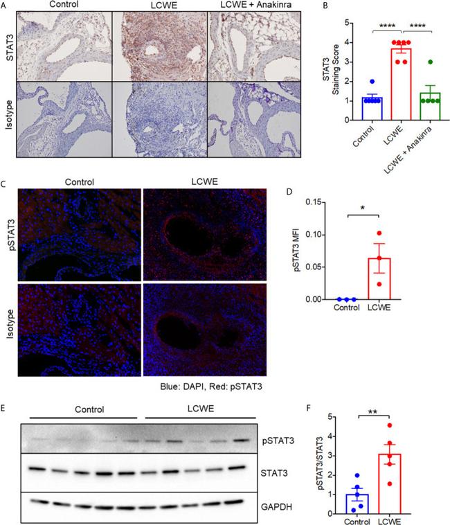 STAT3 Antibody in Immunohistochemistry (IHC)