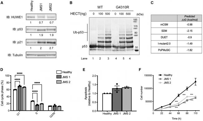 p53 Antibody in Western Blot (WB)