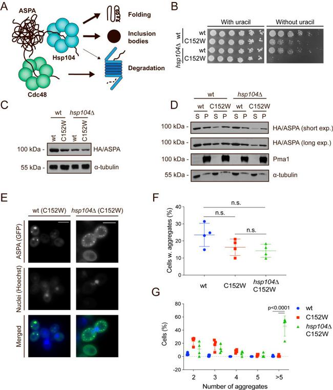 alpha Tubulin Antibody in Western Blot (WB)