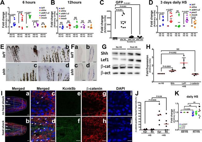 GFP Antibody in Immunohistochemistry (IHC)