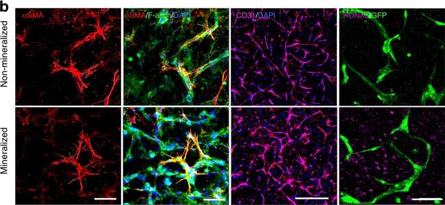 Mouse IgG (H+L) Cross-Adsorbed Secondary Antibody in Immunocytochemistry (ICC/IF)