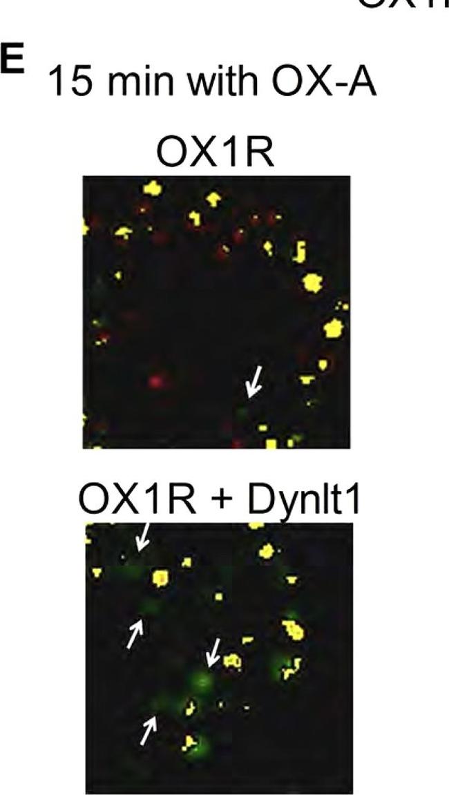 Mouse IgG (H+L) Highly Cross-Adsorbed Secondary Antibody in Immunocytochemistry (ICC/IF)