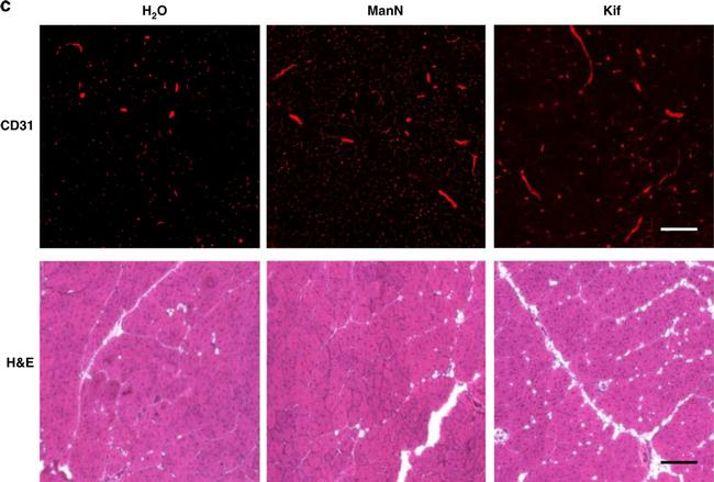 Rat IgG (H+L) Cross-Adsorbed Secondary Antibody in Immunohistochemistry (Frozen) (IHC (F))