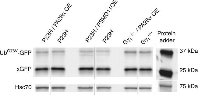 Rabbit IgG (H+L) Cross-Adsorbed Secondary Antibody in Western Blot (WB)