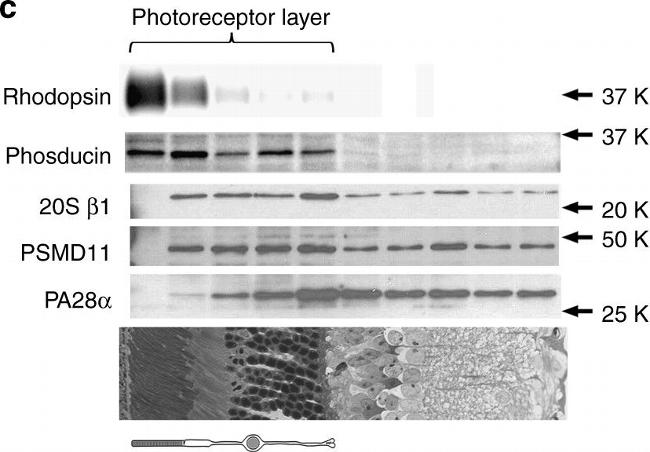 Rabbit IgG (H+L) Cross-Adsorbed Secondary Antibody in Western Blot (WB)