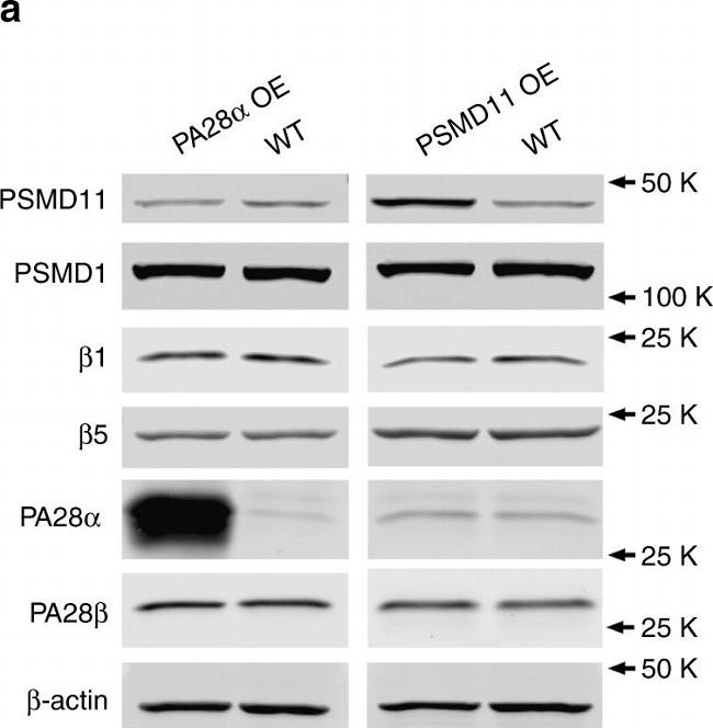 Rabbit IgG (H+L) Cross-Adsorbed Secondary Antibody in Western Blot (WB)