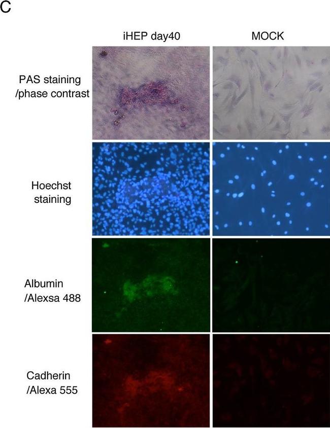 Mouse IgG (H+L) Cross-Adsorbed Secondary Antibody in Immunocytochemistry (ICC/IF)