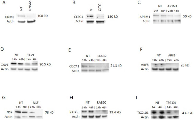 Cdc42 Antibody