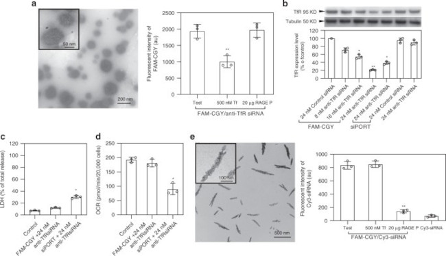 Transferrin Receptor Antibody