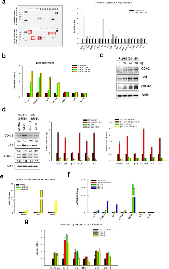 NFkB p65 Antibody