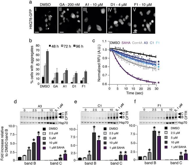 HSP70 Antibody