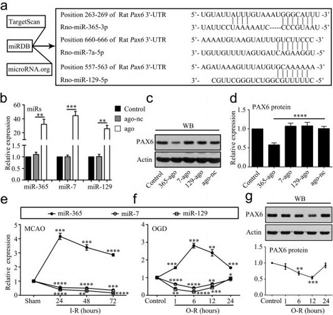 PAX6 Antibody in Western Blot (WB)