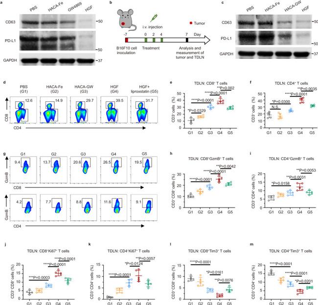 CD4 Antibody in Flow Cytometry (Flow)