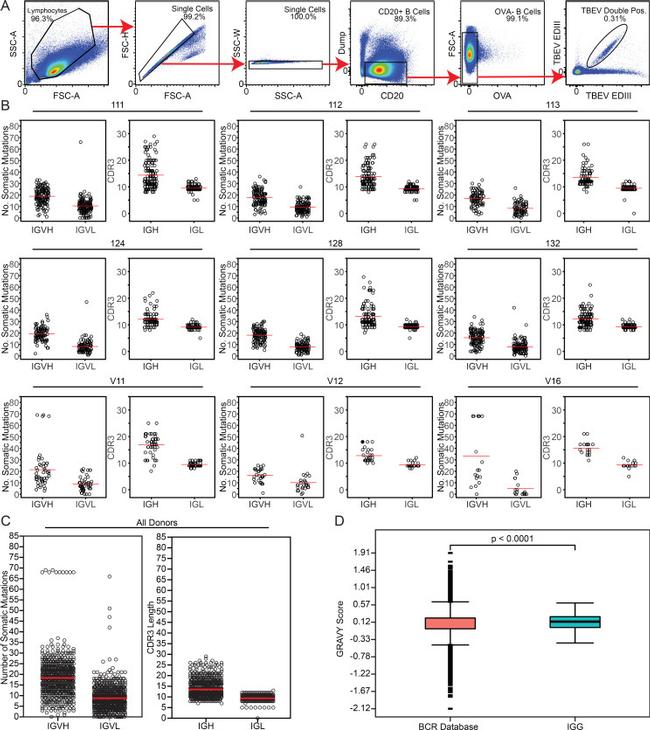 CD16 Antibody in Flow Cytometry (Flow)