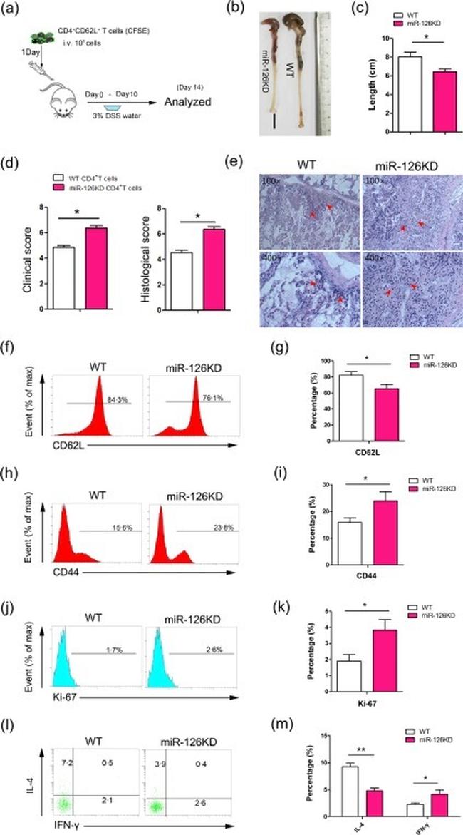 IL-4 Antibody in Flow Cytometry (Flow)