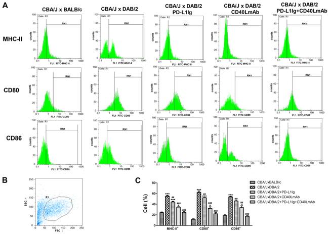 CD86 (B7-2) Antibody in Flow Cytometry (Flow)