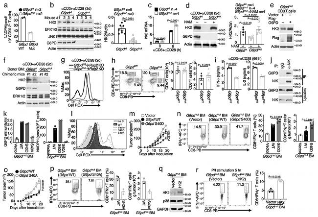 CD4 Antibody in Flow Cytometry (Flow)