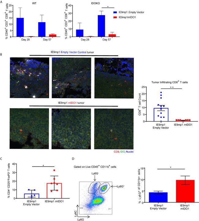 CD4 Antibody in Flow Cytometry (Flow)