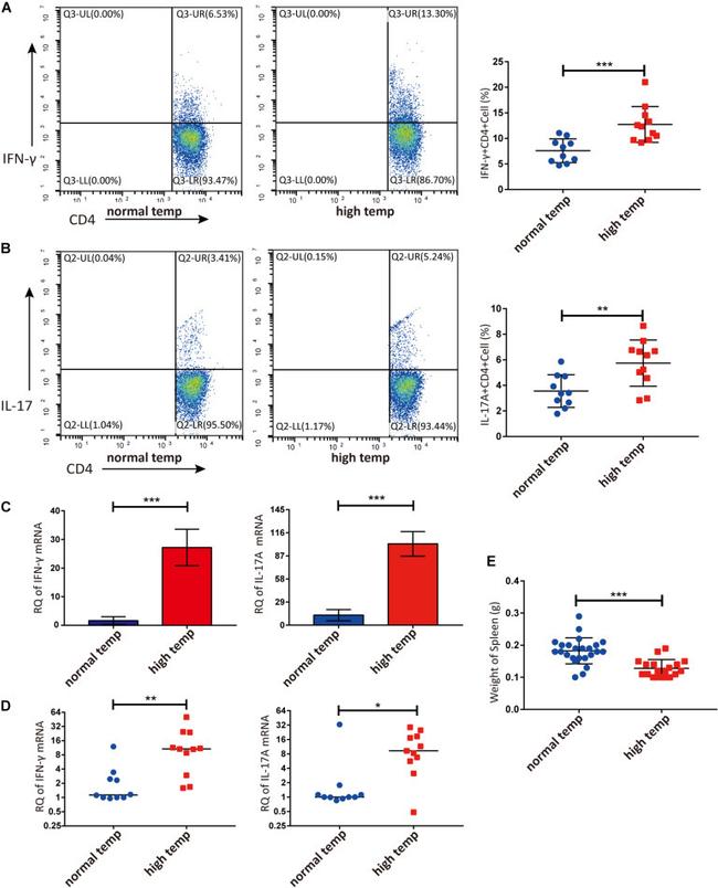 CD4 Antibody in Flow Cytometry (Flow)