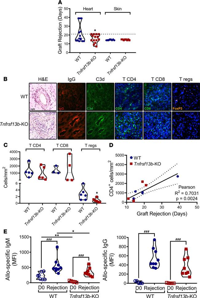 CD4 Antibody in Immunohistochemistry (IHC)