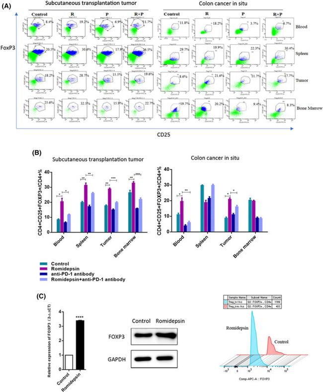 FOXP3 Antibody in Flow Cytometry (Flow)