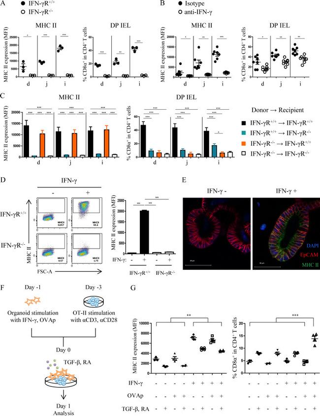 CD4 Antibody in Flow Cytometry (Flow)