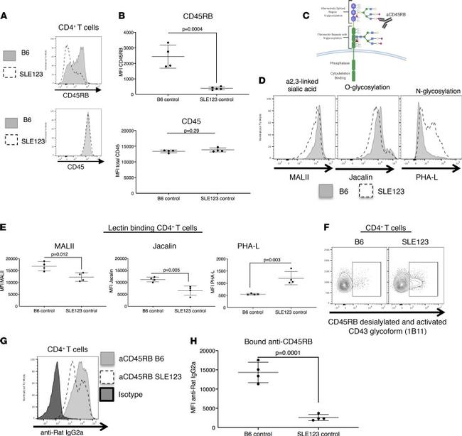 CD45R (B220) Antibody in Flow Cytometry (Flow)