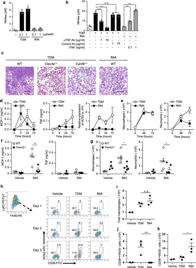 iNOS Antibody in Flow Cytometry (Flow)