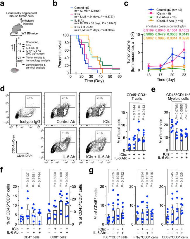 CD45 Antibody in Flow Cytometry (Flow)