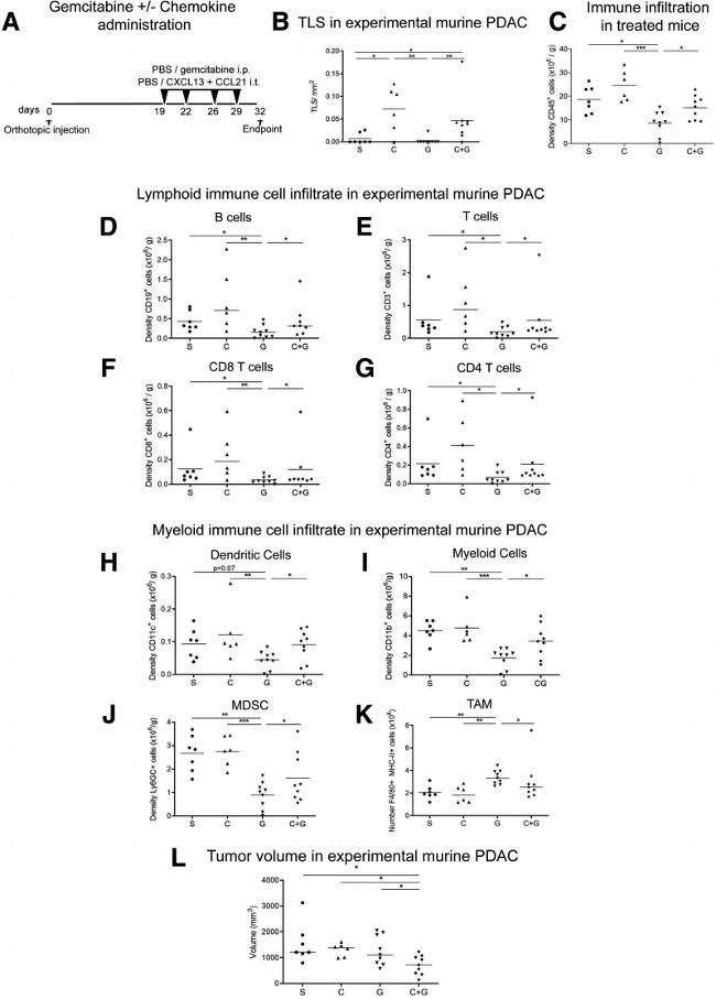 CD11c Antibody in Flow Cytometry (Flow)