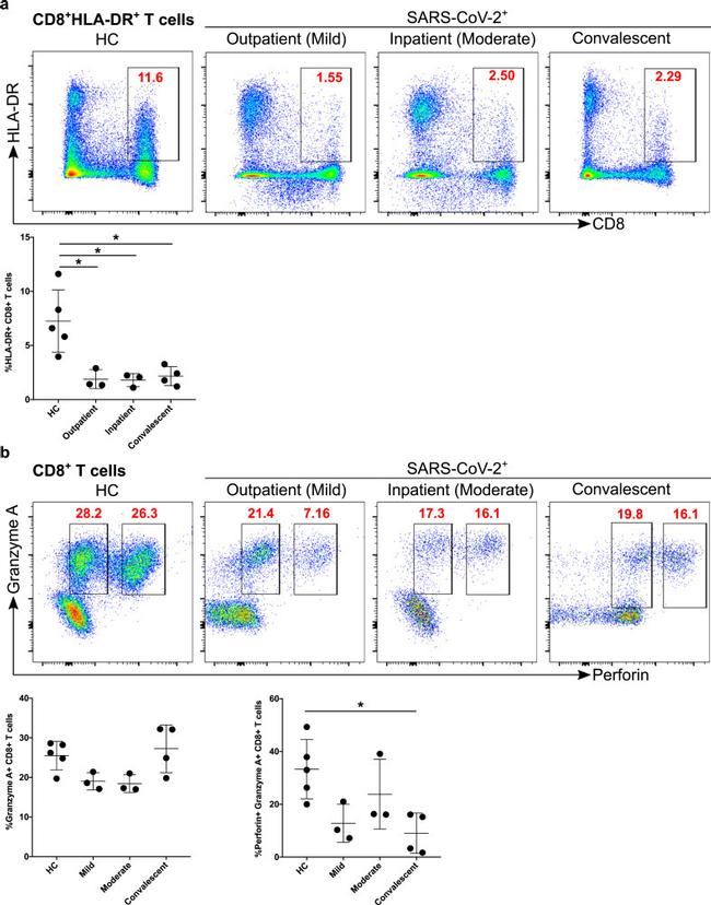 Granzyme A Antibody in Flow Cytometry (Flow)