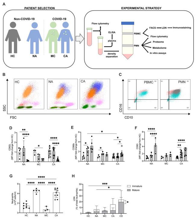 CD16 Antibody in Flow Cytometry (Flow)