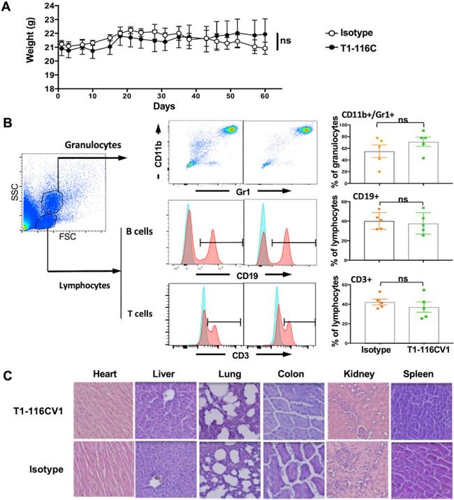 CD19 Antibody in Flow Cytometry (Flow)